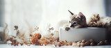 Klid v očích hnědého koťátka