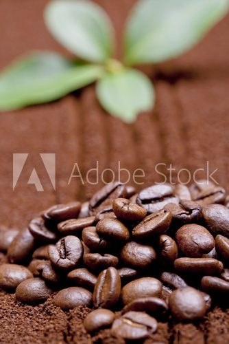 Detail zrn zrnkové kávy v přírodním prostředí