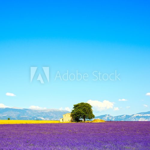 Krajina s levandulovým polem a domem