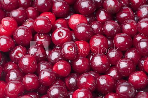 Lesklá makro fotografie čerstvých brusinek