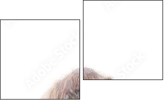 Orang-Utan - Two-piece canvas, Diptych