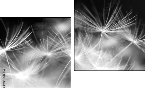 Macro beauty dandelion - Two-piece canvas, Diptych