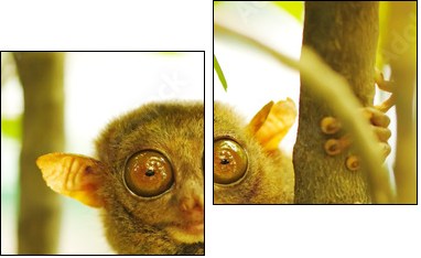 Tarsier - Two-piece canvas, Diptych