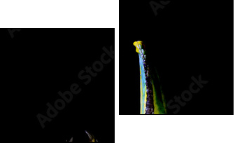 ChamÃ¤leon - Two-piece canvas, Diptych