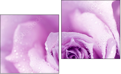 Purple wet rose background - Two-piece canvas, Diptych