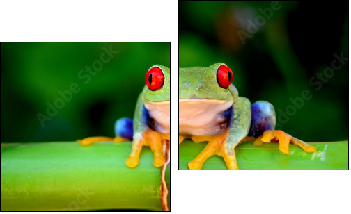 Red eyed tree frog looking curious - Two-piece canvas, Diptych