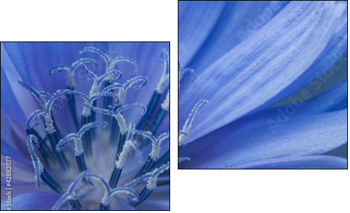 cornflower - Two-piece canvas, Diptych