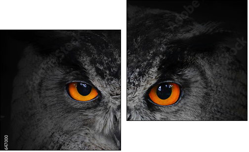 The evil eyes. ( Eagle Owl, Bubo bubo). - Two-piece canvas, Diptych