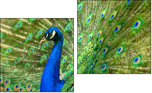 MajestÃ¤tischer Pfau - Two-piece canvas, Diptych