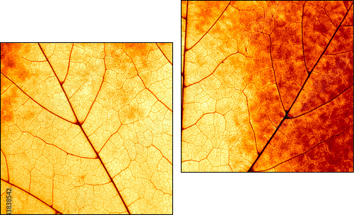 Autumnal background - macro of a colorful maple leaf - Two-piece canvas, Diptych