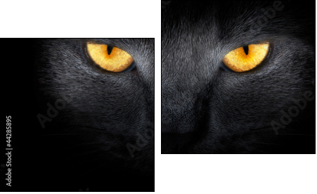 View from the darkness. muzzle a cat on a black background. - Two-piece canvas, Diptych