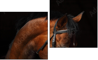 Bay Trakehner Horse with classic bridle - Two-piece canvas, Diptych