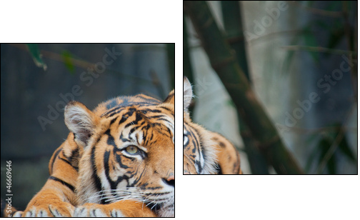 Endangered Sumatran Tiger - Two-piece canvas, Diptych