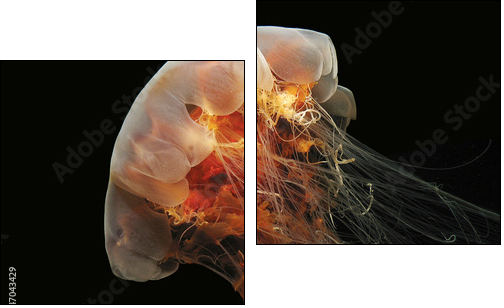 Lion's Mane Jelly - Two-piece canvas, Diptych