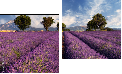 Lavender field in Provence, France - Two-piece canvas, Diptych