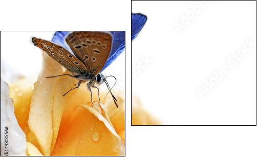 blue butterfly isolated on white background - Two-piece canvas, Diptych