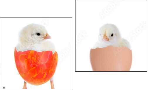 Zwei KÃ¼ken im Ei - Two-piece canvas, Diptych