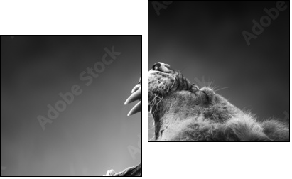Lion displaying dangerous teeth - Two-piece canvas, Diptych