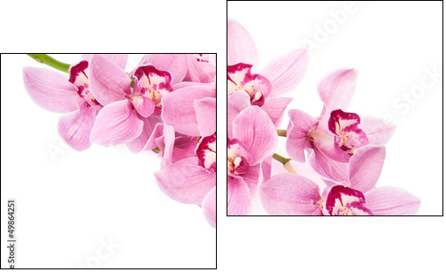 pink orchid flowers isolated - Two-piece canvas, Diptych