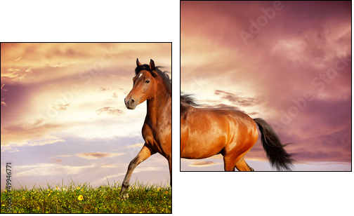 Beautiful brown horse running trot - Two-piece canvas, Diptych