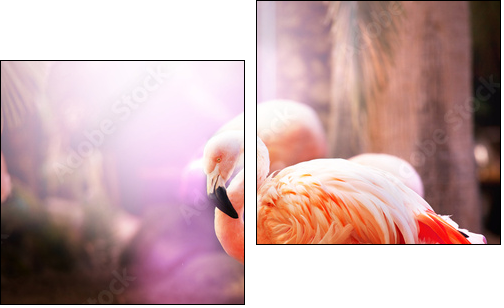 Flamingo - Two-piece canvas, Diptych