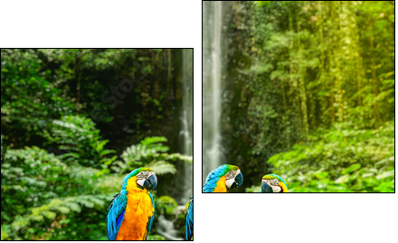 Blue-and-Yellow Macaw - Two-piece canvas, Diptych