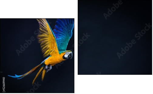 Colourful flying Ara on a dark background - Two-piece canvas, Diptych
