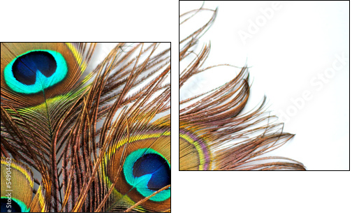 Three peacock feathers - Two-piece canvas, Diptych