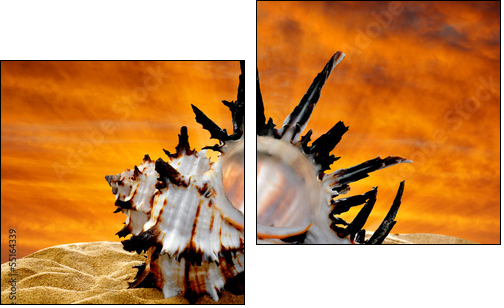 Conch shell on beach in the sunset - Two-piece canvas, Diptych