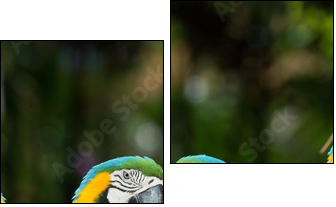 parrot - Two-piece canvas, Diptych
