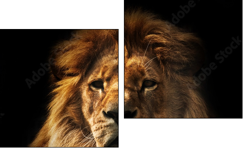 Lion portrait with rich mane on black - Two-piece canvas, Diptych