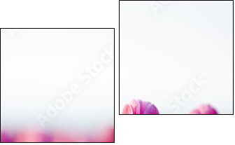 beautifull tulips - Two-piece canvas, Diptych