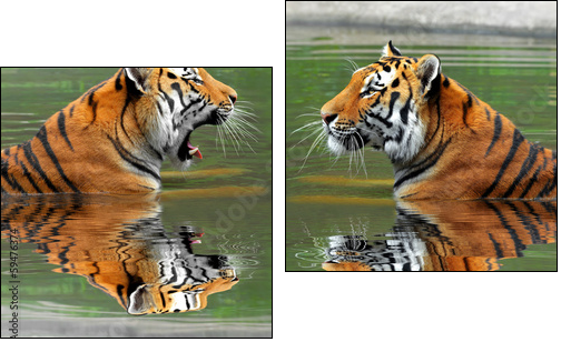 Siberian Tigers in water - Two-piece canvas, Diptych