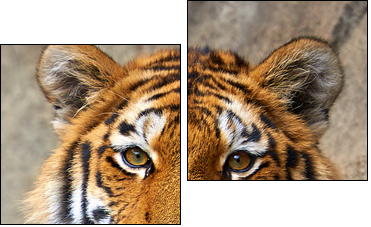 Tiger face up close - Two-piece canvas, Diptych