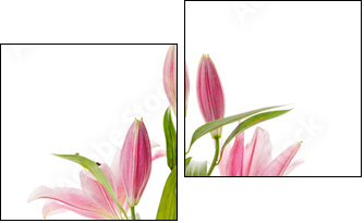 Pink lily - Two-piece canvas, Diptych