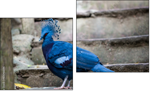 Victoria crowned pigeon. Exotic Bird Goura Victoria - Two-piece canvas, Diptych
