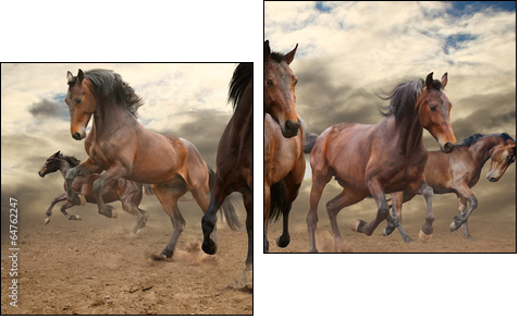 five indomitable bay horse galloping - Two-piece canvas, Diptych