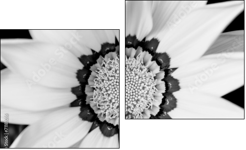 Closeup of bright yellow gazania flower - Two-piece canvas, Diptych