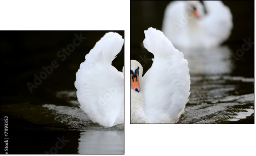 Swan in the lake - Two-piece canvas, Diptych