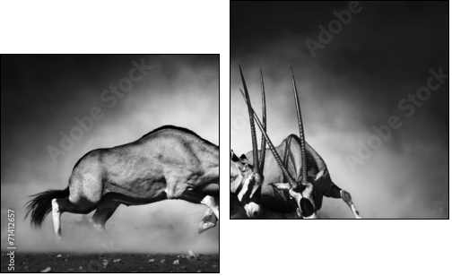 Gemsbok fight - Two-piece canvas, Diptych