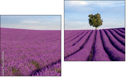 Rich lavender field in Provence with a lone tree - Two-piece canvas, Diptych