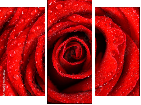 Wet Red Rose Close Up With Water Drops - Three-piece canvas, Triptych