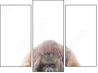 Orang-Utan - Three-piece canvas, Triptych