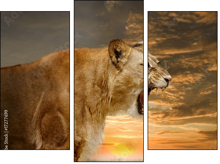 LÃ¶we 001 - Three-piece canvas, Triptych