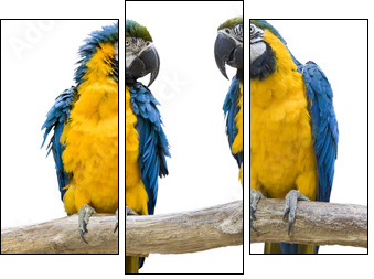 vogel Papagei wd343 - Three-piece canvas, Triptych