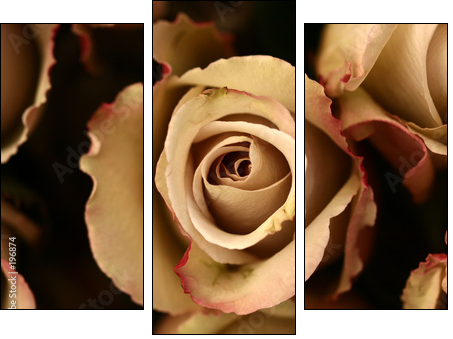 roses flower closeup - Three-piece canvas, Triptych