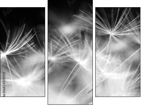 Macro beauty dandelion - Three-piece canvas, Triptych