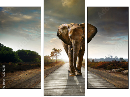 Walking Elephant - Three-piece canvas, Triptych