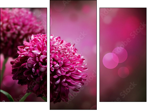 Dahlia Autumn flower design. With copy-space - Three-piece canvas, Triptych