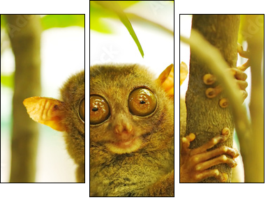 Tarsier - Three-piece canvas, Triptych